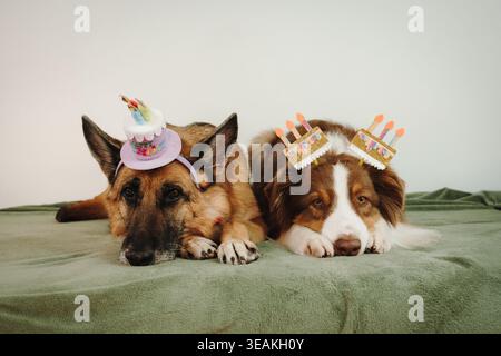 Berger allemand et berger australien tricolore rouge couché avec des accessoires de fête et des décorations festives. Moment calme d'animal de compagnie dans le cadre de célébration Banque D'Images