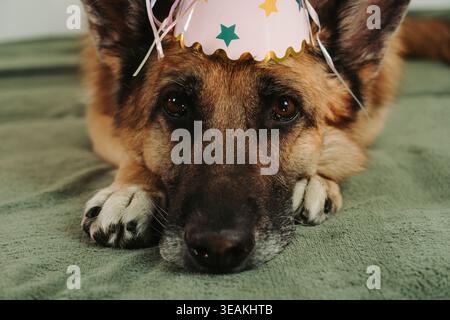 Chien berger allemand allongé sur le canapé portant un chapeau de fête regardant vers l'avant. Lumière douce à l'intérieur et ambiance calme d'anniversaire avec un animal de compagnie. Banque D'Images