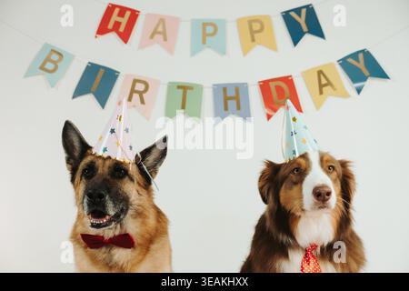 Chiens Berger Allemand et Australian Shepherd tricolore roux assis sous un bannière d'anniversaire avec des chapeaux de fête. Concept de célébration festive pour animaux de compagnie. Banque D'Images