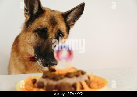 Chien berger allemand regardant un gâteau d'anniversaire avec une bougie portant le chiffre neuf. Moment calme entre animaux de compagnie avant la célébration avec un éclairage doux. Banque D'Images