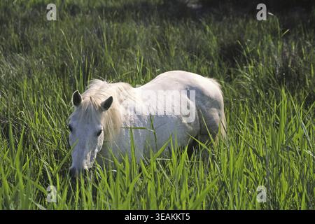 Cheval de Camargue, Equus przewalskii F. caballus, Camargue, Provence Banque D'Images