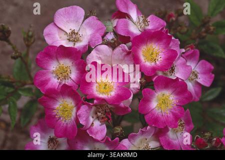 Rosa 'Mozart', rose arbuste, hybride moschata Banque D'Images
