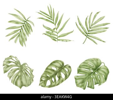 Feuilles de palmier et monstera, le dessin est dessiné à la main. Illustration aquarelle., feuilles d'arbres tropicaux et fleurs d'intérieur, l'ensemble est isolé sur le Banque D'Images
