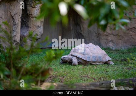Tortue africaine marchant sur l'herbe dans l'enceinte du zoo Banque D'Images