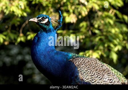 Superbe portrait en gros plan d'un paon affichant son plumage bleu et vert vif, montrant les plumes irisées dans les moindres détails Banque D'Images