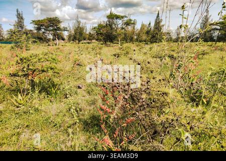 L'Aloe Vera fleuri avec des fleurs roses fleurit à l'état sauvage dans les paysages de prairies de Savannah de Syokimau, Kenya Banque D'Images