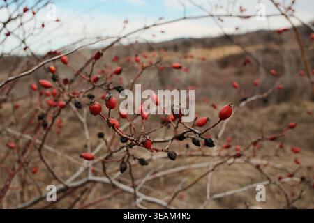 Close-up de baies de rose musquée rouges sur des branches avec un fond de paysage automnal flou. Détail saisonnier naturel à Visnjicka Banja, Belgrade. Banque D'Images