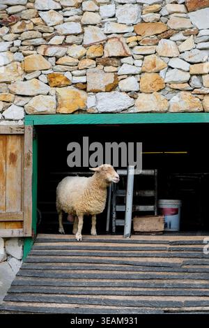 Gros plan d'un mouton curieux avec une texture de laine bouclée détaillée dans une ferme rurale Banque D'Images