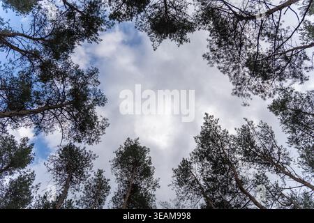 Regardant vers le haut une canopée sereine de forêt de pins contre un ciel bleu nuageux. Cette vue en angle bas met en évidence la hauteur majestueuse des arbres, créant un cadre paisible, Banque D'Images