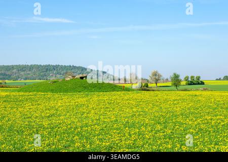 Champ de pissenlit avec une tombe mégalithe sur une colline dans le paysage Banque D'Images