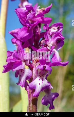 Gros plan sur les fleurs d'orchidée violettes précoces Banque D'Images