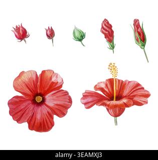 Fleurs rouges d'hibiscus et bourgeons aquarelle ensemble d'illustration isolé. Clip art de plante à fleurs tropicales dessiné à la main pour des motifs botaniques d'été. Realisti Banque D'Images