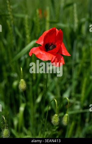Plan vertical d'un coquelicot rouge en fleurs dans un pré vert Banque D'Images