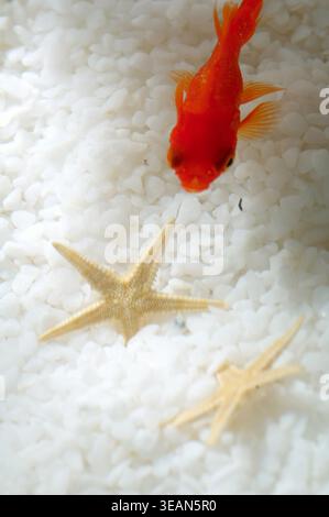 Un petit poisson rouge nage à travers un lit de galets blancs et deux étoiles de mer dans un aquarium. Banque D'Images