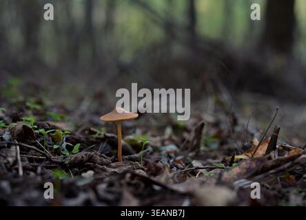 Gymnopus dryophilus Russet Toughshank champignon poussant sur le plancher forestier Banque D'Images