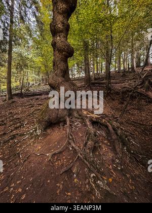 Vieil arbre avec un tronc tordu et des racines exposées poussant dans un environnement forestier naturel. La forme inhabituelle de l'arbre reflète la force, la résilience a Banque D'Images