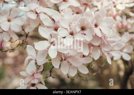 Des fleurs de magnolia apparaissent au printemps pendant la journée dans un jardin Banque D'Images