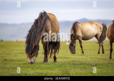 Chevaux mongols (Equus caballus) paissant sur la steppe près d'Elsen Tasarkhai, province de Övörkhangai, Mongolie centrale. Banque D'Images