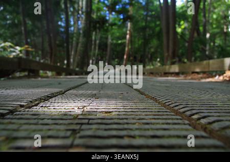 Chemin pavé en pierre menant à travers une forêt verte dense avec de grands arbres, vue en perspective à angle bas, Japon Banque D'Images