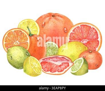 Assortiment d'aquarelles agrumes : orange, citron vert, pamplemousse, citron, mandarine. Fruits entiers et tranches avec gouttes d'eau. Isolé. Illustration peinte à la main Banque D'Images