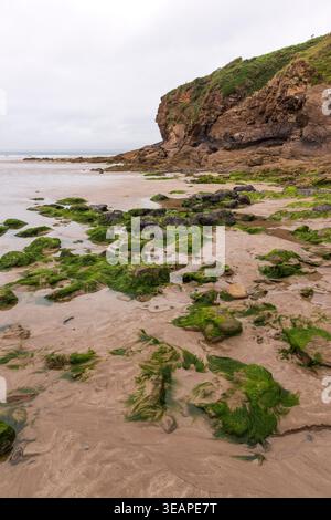Plage de sable parsemée de roches couvertes d'algues à Little Haven, Pembrokeshire, pays de Galles, Royaume-Uni Banque D'Images