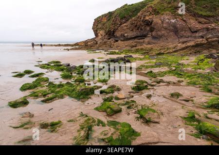 Couple marchant sur une plage de sable parsemée de rochers couverts d'algues à Little Haven, Pembrokeshire, pays de Galles, Royaume-Uni Banque D'Images