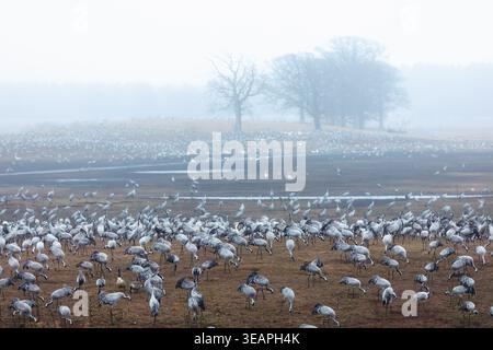 Densité de la population migratrice vaste rassemblement de grues remplissant les zones humides de Hornborgasjoen et les terrains dégagés en Suède, mettant l'accent sur la conce saisonnière à grande échelle Banque D'Images