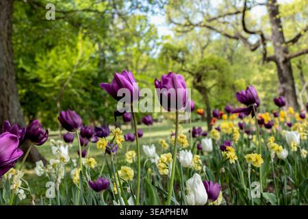 Gros plan de tulipes violettes dans un jardin de printemps avec un fond flou Banque D'Images