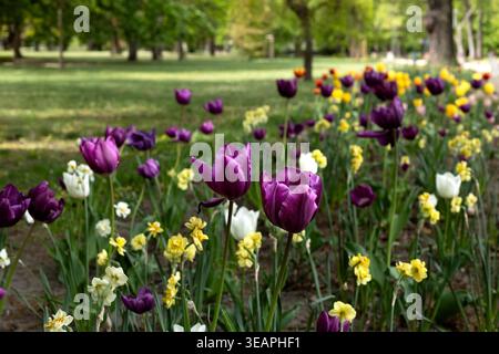 Rangée de fleurs printanières colorées avec tulipes violettes et jonquilles jaunes Banque D'Images