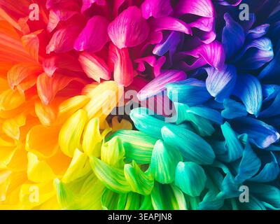 Fond horizontal Uni de chrysanthèmes colorés, macro Banque D'Images