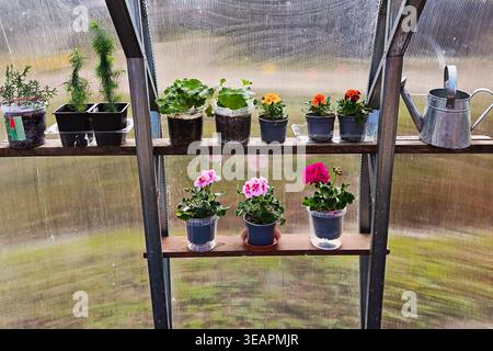 Géraniums en pot et plants sur des étagères de serre avec arrosoir en métal Banque D'Images