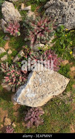 Vue rapprochée de plantes succulentes roses sauvages poussant entre des dalles de calcaire rocheuses Banque D'Images