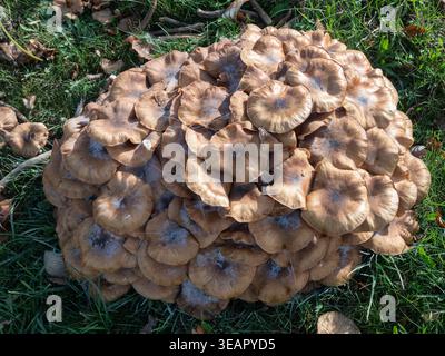 Champignon du miel champignons Armillaria ostoyae Banque D'Images