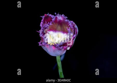 Une superbe tulipe à franges, symbole de la beauté du printemps, est capturée dans un gros plan en studio. Ses pétales violets profonds aux volants délicats et vibrants Banque D'Images