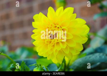 Gros plan d'une fleur de dahlia jaune éclatante en pleine floraison sur un fond doux et flou de feuilles vertes et d'un mur de briques. Banque D'Images