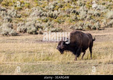 Bison, Lamar Valley, parc national de Yellowstone, Wyoming, États-Unis Banque D'Images