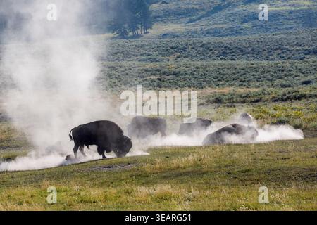 Bison roulant dans la poussière, Lamar Valley, parc national de Yellowstone, Wyoming, États-Unis Banque D'Images