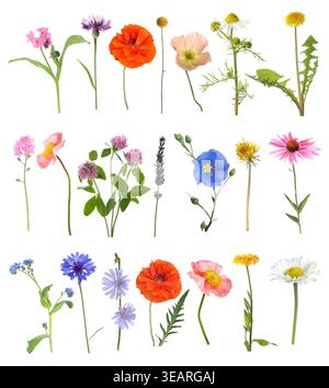 Fleurs de prairie de champs vibrantes isolées sur blanc, ensemble Banque D'Images