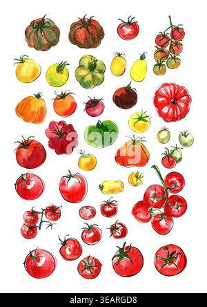 Tomatos. La branche de tomate peinte à l'aquarelle sur un fond blanc. Un croquis coloré de légumes avec mascara et peinture. Produits agricoles. Banque D'Images