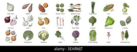Illustration de nourriture vectorielle légumes colorés dessinés à la main, fruits Illustration de Vecteur