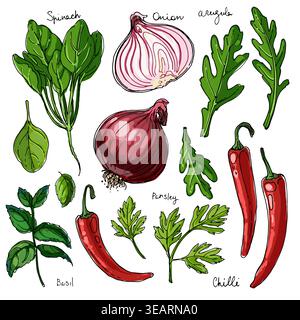 Herbes. Épices. Herbe italienne dessinée des lignes noires sur un fond blanc. Illustration vectorielle. Basilic, piment, oignon, persil, épinards, roquette Illustration de Vecteur