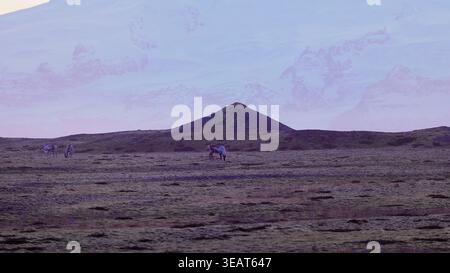 Animaux marchant autour des champs arctiques avec ciel rose et montagnes enneigées sur les paysages scandinaves. Beaux orignaux sur le bord de la route en islande, paysage de faune nordique. Prise de vue à main levée. Banque D'Images