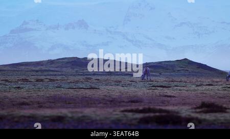 Belles orignaux marchant sur les champs en islande, paysage nordique de campagne avec des montagnes enneigées. Faune arctique dans le paysage panoramique scandinave, animaux islandais dans la nature. Prise de vue à main levée. Banque D'Images