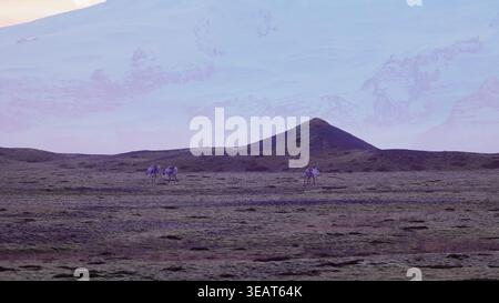 Mooses marchant autour des champs nordiques avec un ciel rose et des collines enneigées sur la route panoramique scandinave islandaise. Animaux spectaculaires sur terre en islande, paysage de la faune. Prise de vue à main levée. Banque D'Images