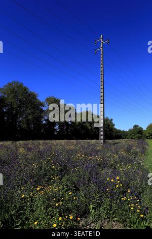 Vitorino das Donas, Portugal - 27 mars 2026 : vue lointaine d'un pylône électrique en treillis d'acier s'élevant au-dessus de la cime verte des arbres contre un SK bleu vif Banque D'Images