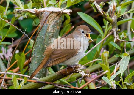 nightingale, nightingale commune, luscinia megarhynchos, rufous nightingale Banque D'Images