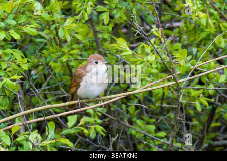 nightingale, nightingale commune, luscinia megarhynchos, rufous nightingale Banque D'Images