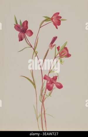Illustration historique sur plaque botanique de l'adieu au printemps (Godetia amoena lilja) avec des fleurs roses douces et des tiges minces, peint par Mary Vaux Walcott vers les années 1930 Banque D'Images