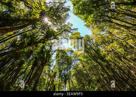 Étoile du soleil brille à travers la canopée verte dans la zone de conservation de Copeland Tops en Nouvelle-Galles du Sud, Australie. Scène de forêt naturelle montrant la lumière du soleil Banque D'Images