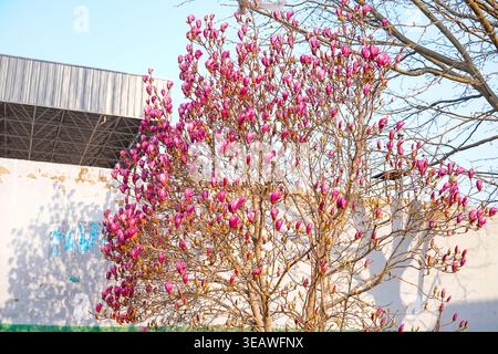 Gros plan des magnolias en fleurs au printemps, très beau Banque D'Images